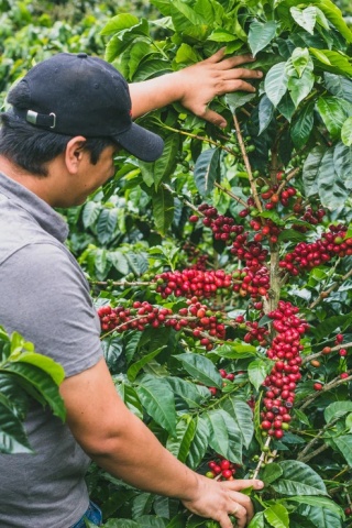 KB Coffee Roasters- Kolumbia Monteblanco, Kokos- 250g